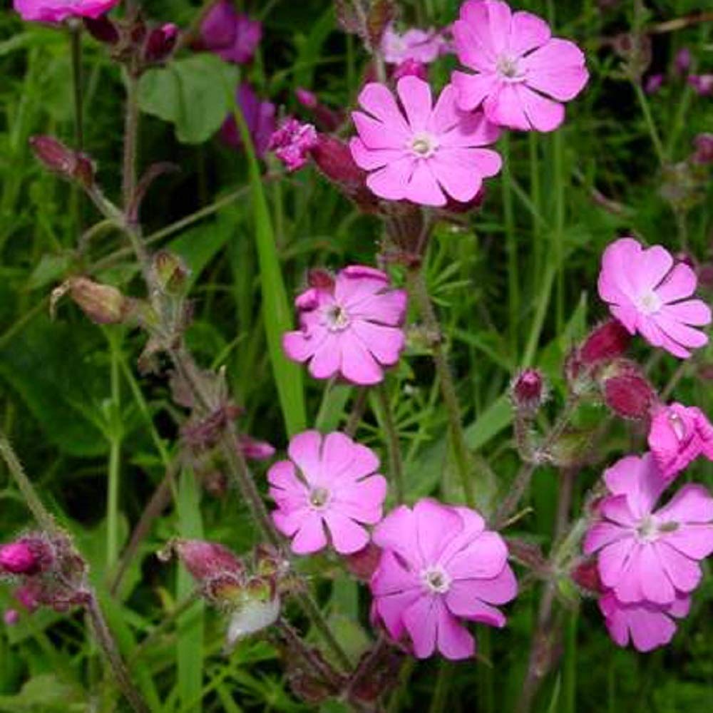 Amazon | 【多年草】 シレネ ディオイカ （レッドキャンピオン） 2株